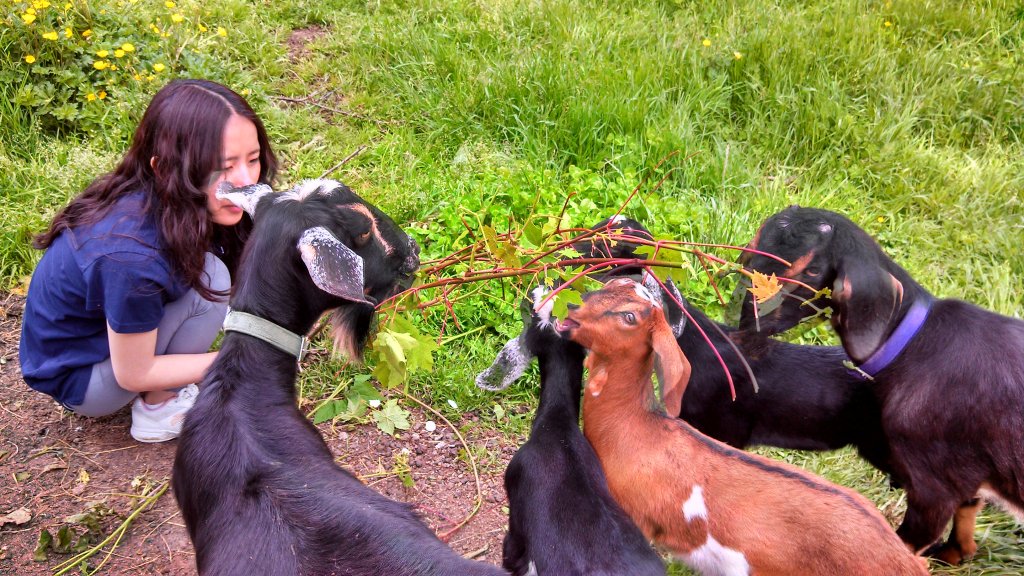 Blanche is surrounded by goats!