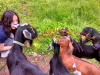 Blanche is surrounded by goats!